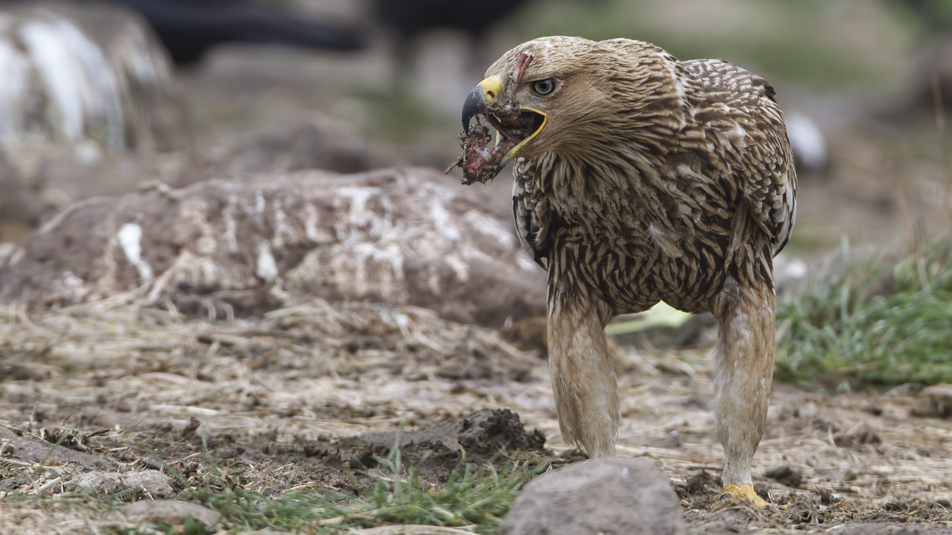 Imperial Eagle